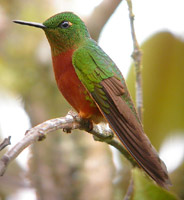 Chestnut-breasted Coronet © John Muddeman